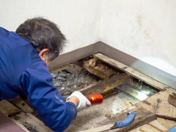 Best Bathroom Mold Remediation in St George, UT