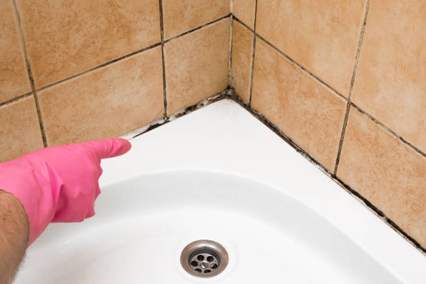 Best Industrial Mold Remediation in St George, UT